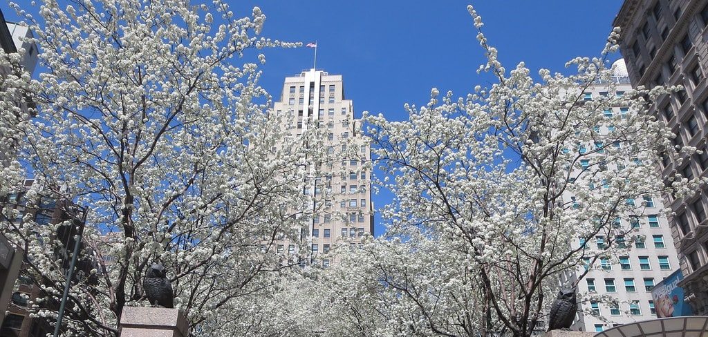 Herald Square blooming spring trees